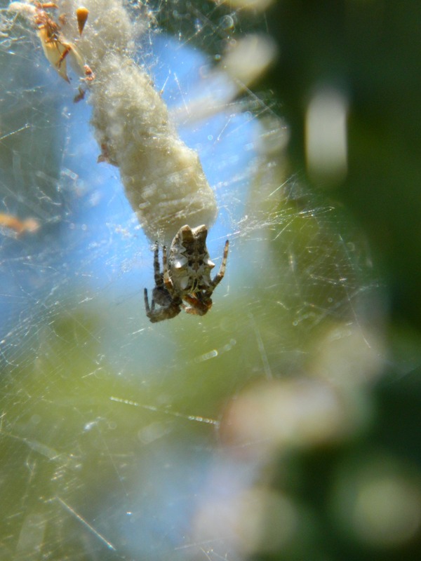 Cyrtophora citricola un po'' scolorita